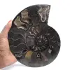 Fossile di ammonite segato e lucidato del Madagascar – Oggetto da collezione unico - 1