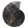 Fossile di ammonite segato e lucidato del Madagascar – Oggetto da collezione unico - 0