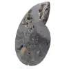 Fossile di ammonite segato e lucidato del Madagascar – Oggetto da collezione unico - 2