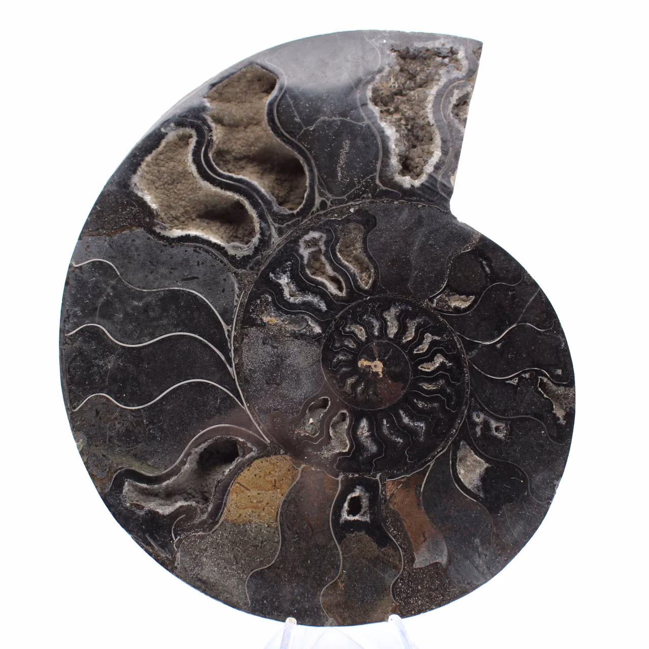 Fossile di ammonite segato e lucidato del Madagascar – Oggetto da collezione unico