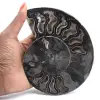 Decorazione naturale fossile di ammonite - Esemplare unico - 1