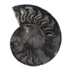 Decorazione naturale fossile di ammonite - Esemplare unico - 0
