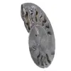 Decorazione naturale fossile di ammonite - Esemplare unico - 2