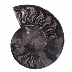 Decorazione naturale fossile di ammonite - Esemplare unico