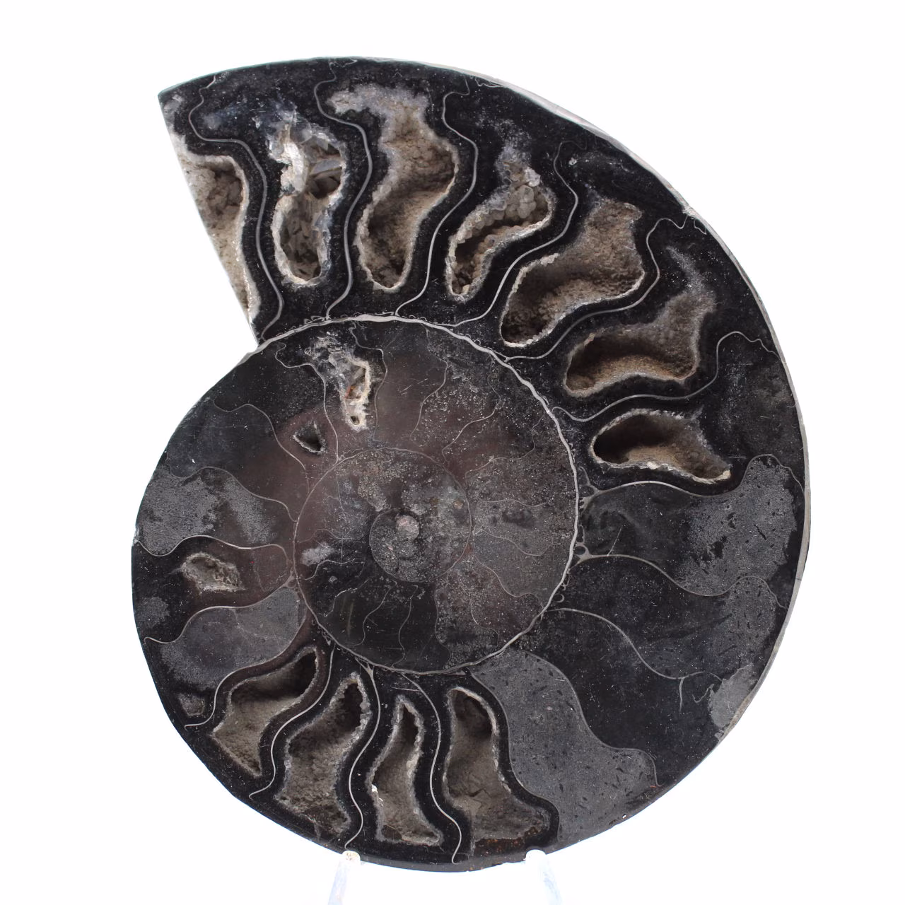 Decorazione naturale fossile di ammonite - Esemplare unico