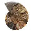 Decorazione per soggiorno con fossili di ammonite – Esemplare geologico grezzo/lucidato - 0