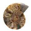 Grande ammonite fossile a spirale lucidata – Decorazione storica - 0