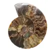 Ammonite lucidata per mobili da collezione – Tesoro del Madagascar - 0