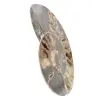 Ammonite lucidata per mobili da collezione – Tesoro del Madagascar - 2