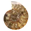 Ammonite ornamentale lucidata del Madagascar – Decorazione autentica - 0