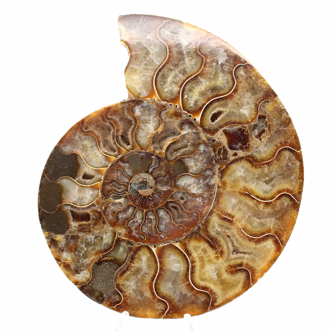 Ammonite ornamentale lucidata del Madagascar – Decorazione autentica