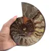 Oggetto da collezione di ammonite dal Madagascar – Taglio segato - 1