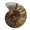 Oggetto da collezione di ammonite dal Madagascar – Taglio segato - 0