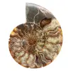 Fossile di ammonite segato e lucidato: brillantezza naturale dal Madagascar - 0