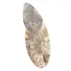 Fossile di ammonite segato e lucidato: brillantezza naturale dal Madagascar - 2