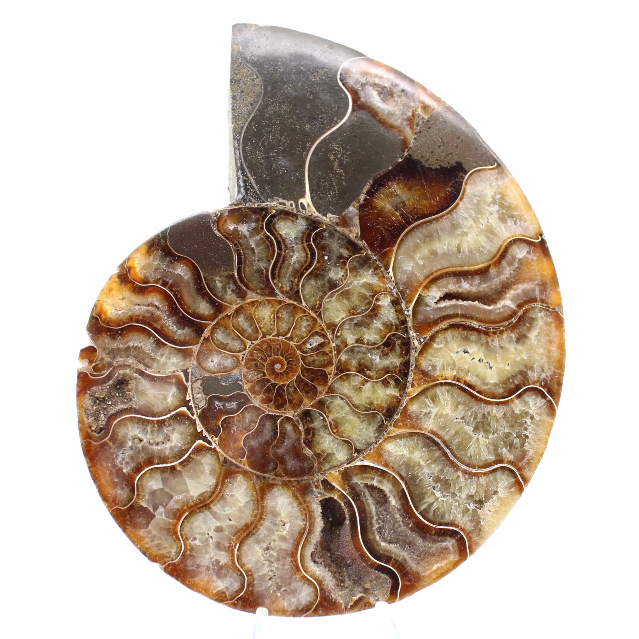 Fossile di ammonite segato e lucidato: brillantezza naturale dal Madagascar