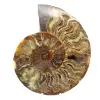 Disegno decorativo di ammonite lucidata – Fossile raro - 0