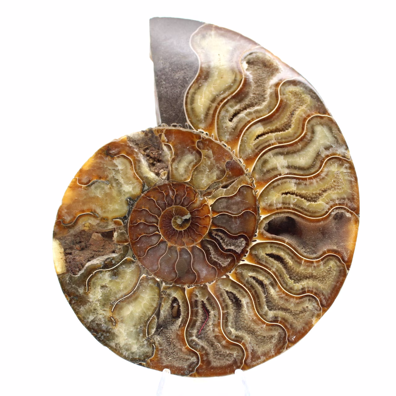 Disegno decorativo di ammonite lucidata – Fossile raro