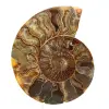 Esemplare di ammonite lucidato dal Madagascar – Elemento decorativo - 0