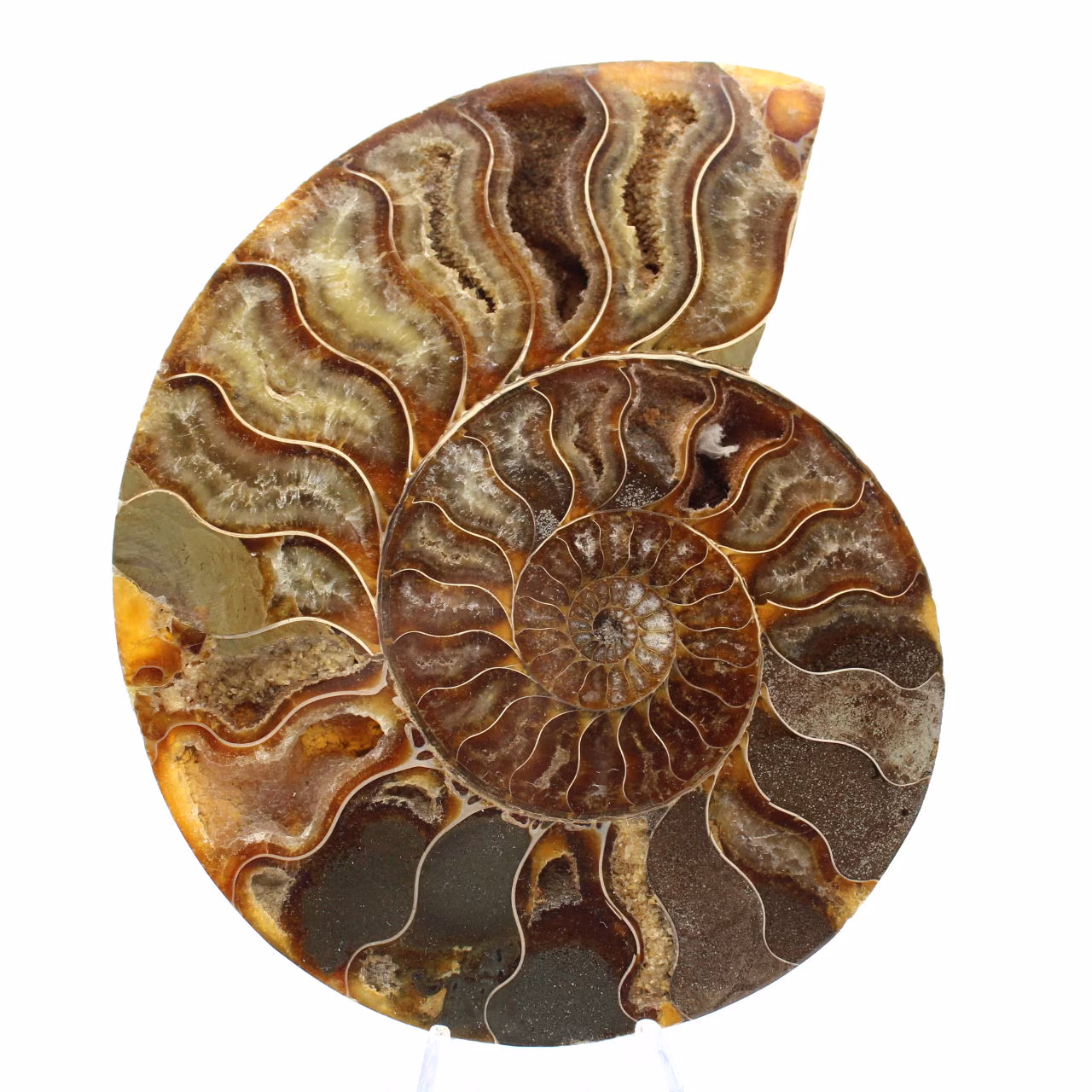 Esemplare di ammonite lucidato dal Madagascar – Elemento decorativo