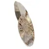 Ammonite lucidata ideale per la decorazione – Fossile storico - 2