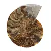 Ammonite fossile lucidata: autenticità e armonia naturale - 0