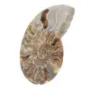 Ammonite fossile lucidata: autenticità e armonia naturale - 2