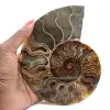 Ammonite fossile segata: autenticità per gli amanti della pietra - 1