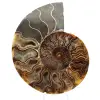 Ammonite fossile segata: autenticità per gli amanti della pietra - 0