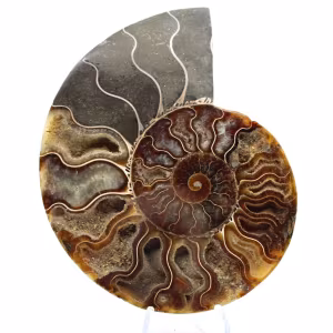 Ammonite fossile segata: autenticità per gli amanti della pietra