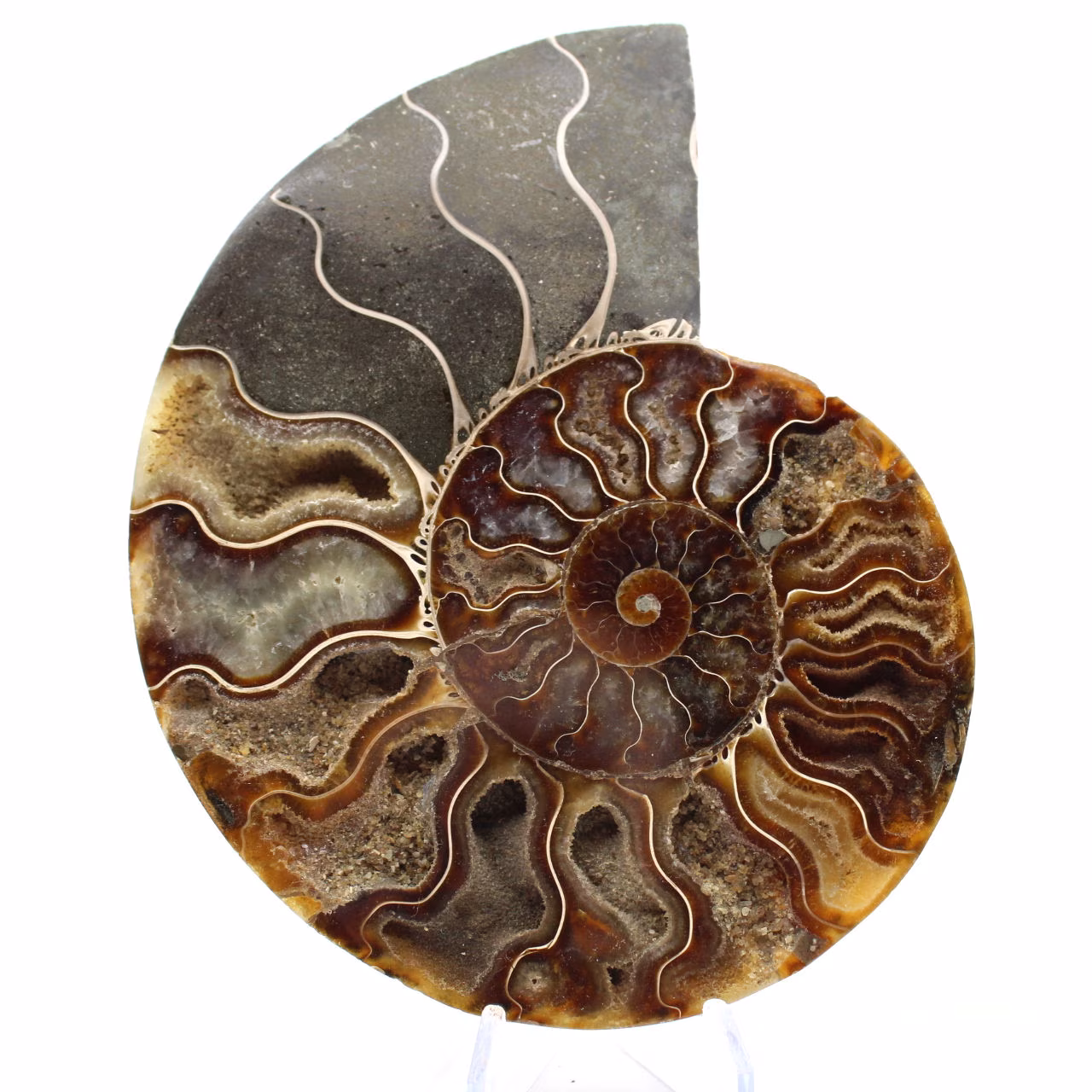 Ammonite fossile segata: autenticità per gli amanti della pietra