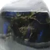 Grande pezzo lucidato di labradorite dal Madagascar - 6
