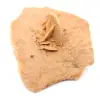 Piccola rosa del deserto del Marocco: frammento geologico naturale - 2