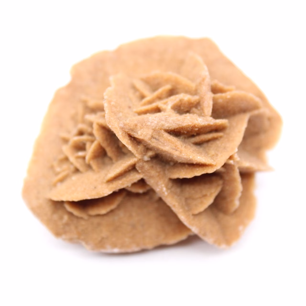 Rosa del deserto marocchina: piccolo oggetto da collezione grezzo
