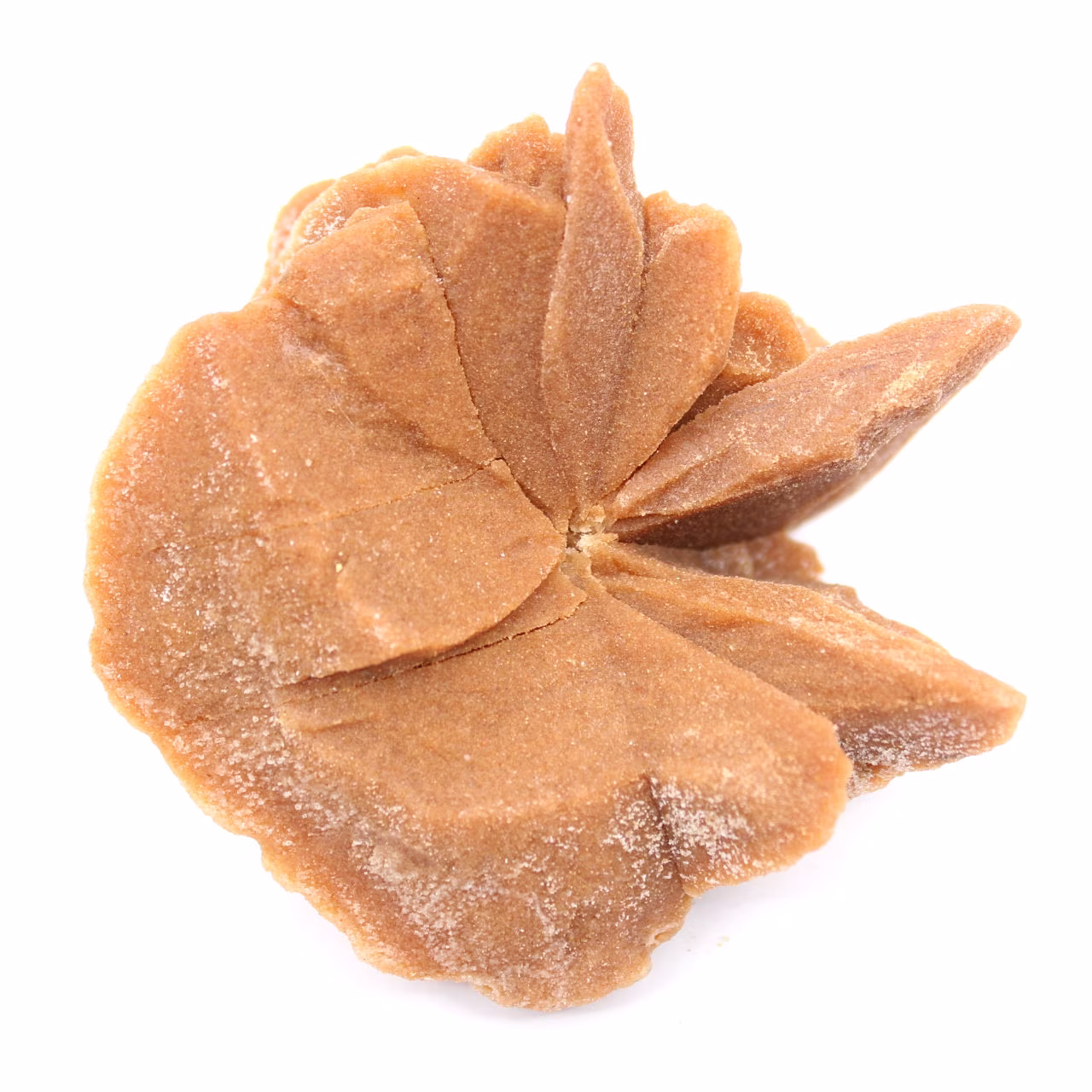 Grande cristallo di rosa del deserto: esemplare dal Marocco