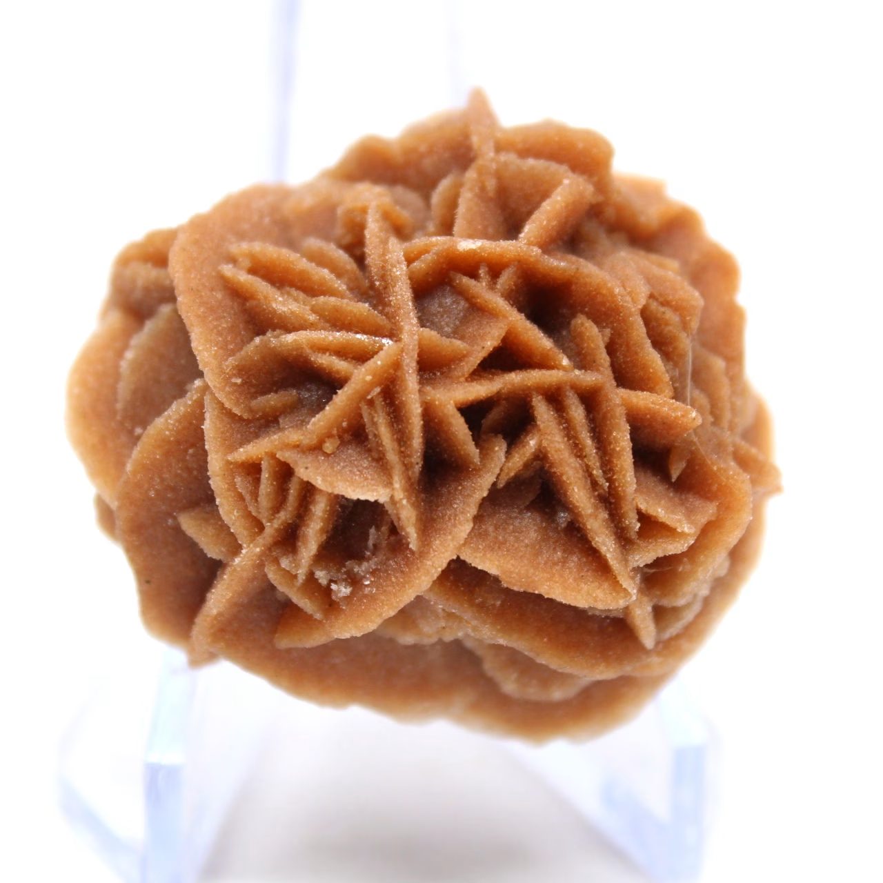 Rosetta di sabbia e gesso naturale