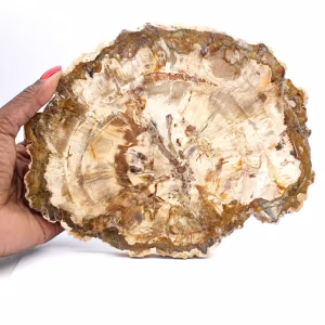 Fetta di legno pietrificato del Madagascar - Esemplare da collezione