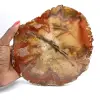 Fetta di legno fossile di Majunga - Oggetto decorativo naturale - 0