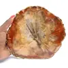 Fetta di legno fossilizzato - Minerale da collezione dal Madagascar - 0