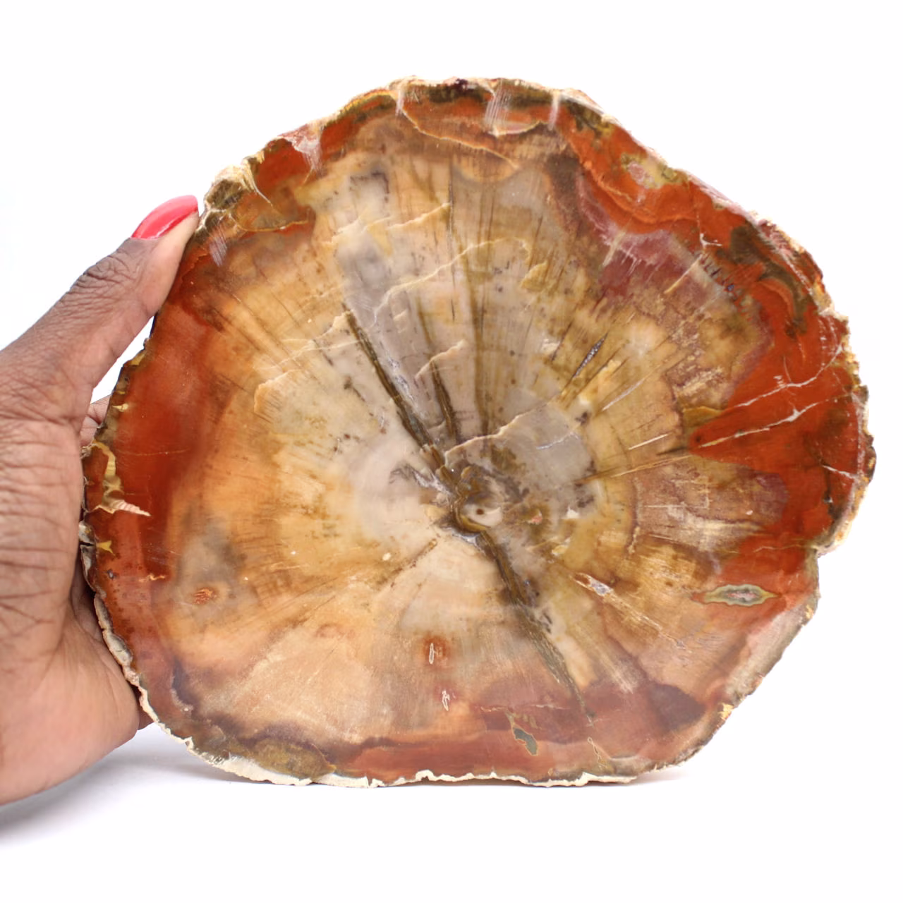 Fetta di legno fossilizzato - Minerale da collezione dal Madagascar