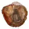 Legno di Majunga pietrificato - Fetta lucidata di origine naturale - 1