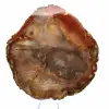 Legno di Majunga pietrificato - Fetta lucidata di origine naturale - 2