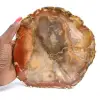 Legno di Majunga pietrificato - Fetta lucidata di origine naturale - 0