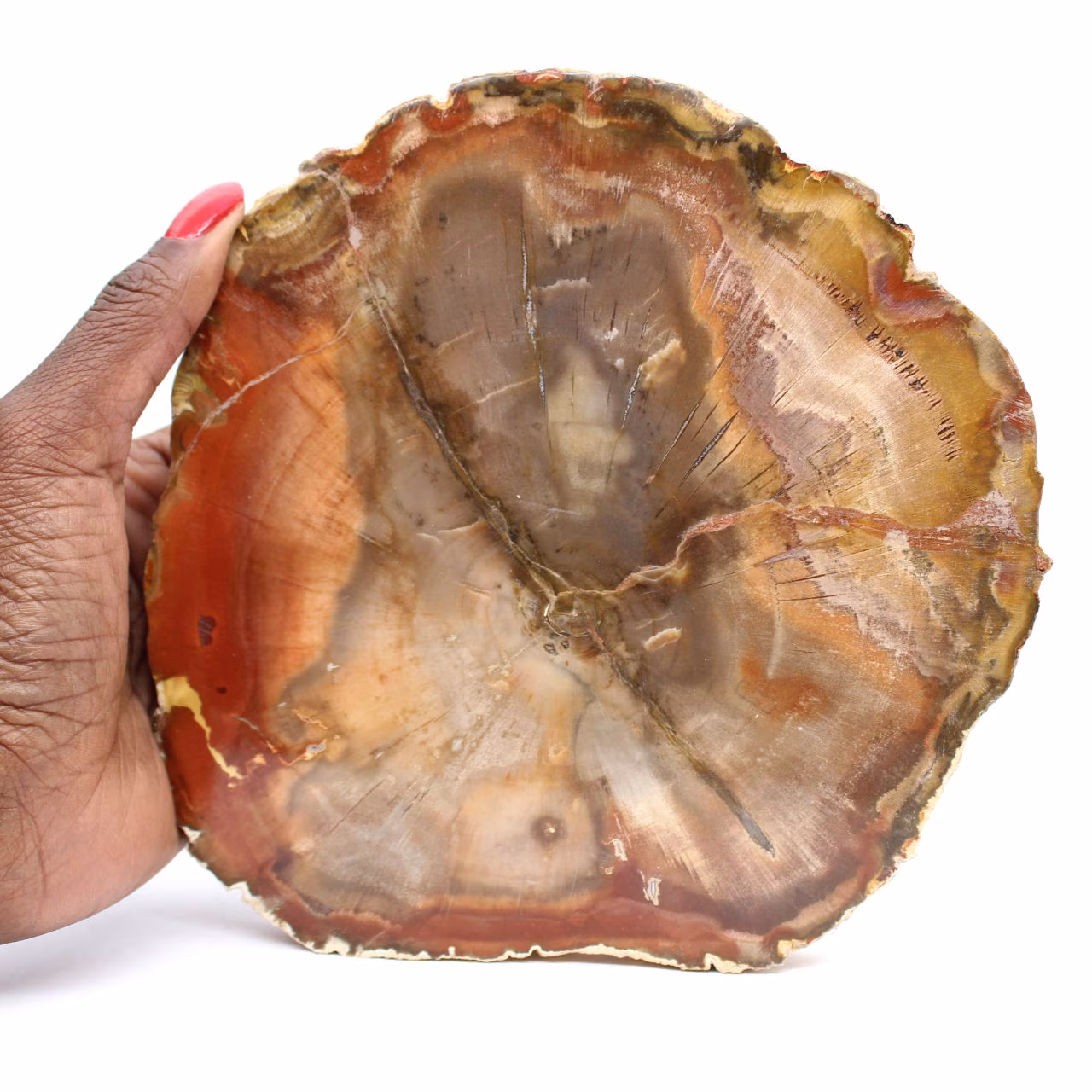 Legno di Majunga pietrificato - Fetta lucidata di origine naturale