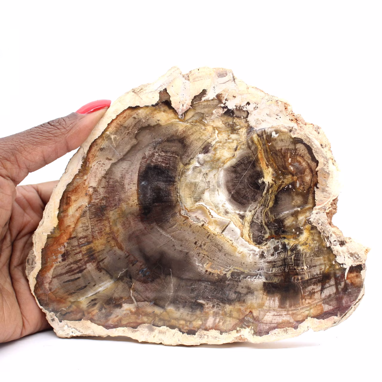 Fetta di legno silicizzato naturale - Esemplare dal Madagascar