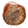 Sezione di legno pietrificato di Majunga - Esemplare mineralogico - 1