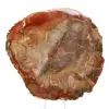 Sezione di legno pietrificato di Majunga - Esemplare mineralogico - 2