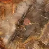 Sezione di legno pietrificato di Majunga - Esemplare mineralogico - 4