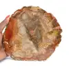 Sezione di legno pietrificato di Majunga - Esemplare mineralogico - 0