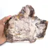 Legno fossilizzato del Madagascar - Fetta lucidata per collezionisti - 0